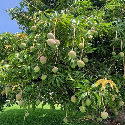 Natural Mango Plant